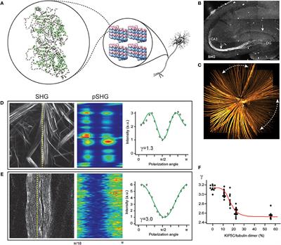 Harmonic Generation Microscopy 2.0: New Tricks Empowering Intravital Imaging for Neuroscience